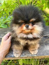Cuccioli volpini spitz pomerania toy