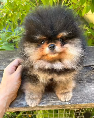 Cuccioli volpini spitz pomerania toy