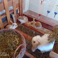 Cuccioli conigli ARIETE Fulvo
