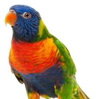 Pappagalo Lory Arcobaleno femmina