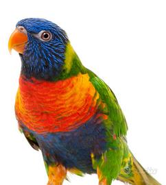 Pappagalo Lory Arcobaleno femmina