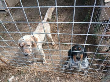 Cuccioli setter inglese 