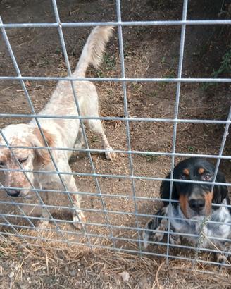 Cuccioli setter inglese 
