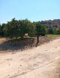 12 ettari di agrumeto a Mineo (CT)