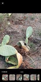 piante fichi d'india rosso