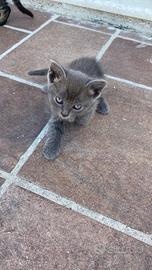 Gatti piccoli