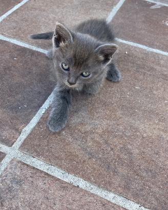 Gatti piccoli