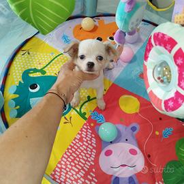 Chihuahua Toy bianco merle occhio azzurro