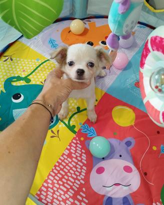 Chihuahua Toy bianco merle occhio azzurro