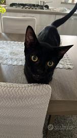 Fiammetta gattina 3/4 mesi