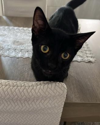 Fiammetta gattina 3/4 mesi