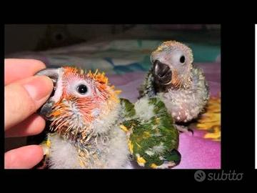 Piccoli di conuro del sole