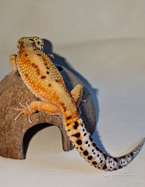 Geco Leopardino