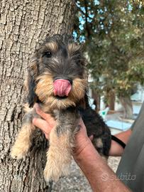 Cuccioli di Bassotto tedesco a pelo duro