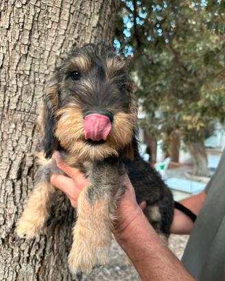 Cuccioli di Bassotto tedesco a pelo duro