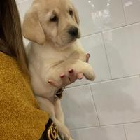 Cuccioli di Labrador