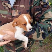Cuccioli di breton