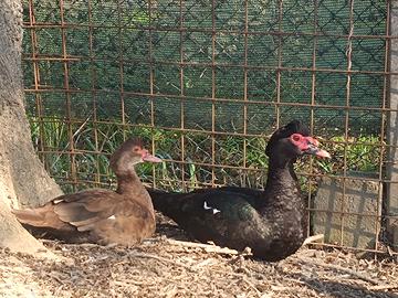 Coppia di anatre mute