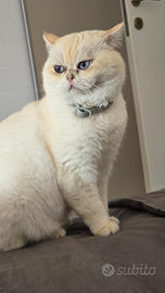 Accoppiamento scottish/british