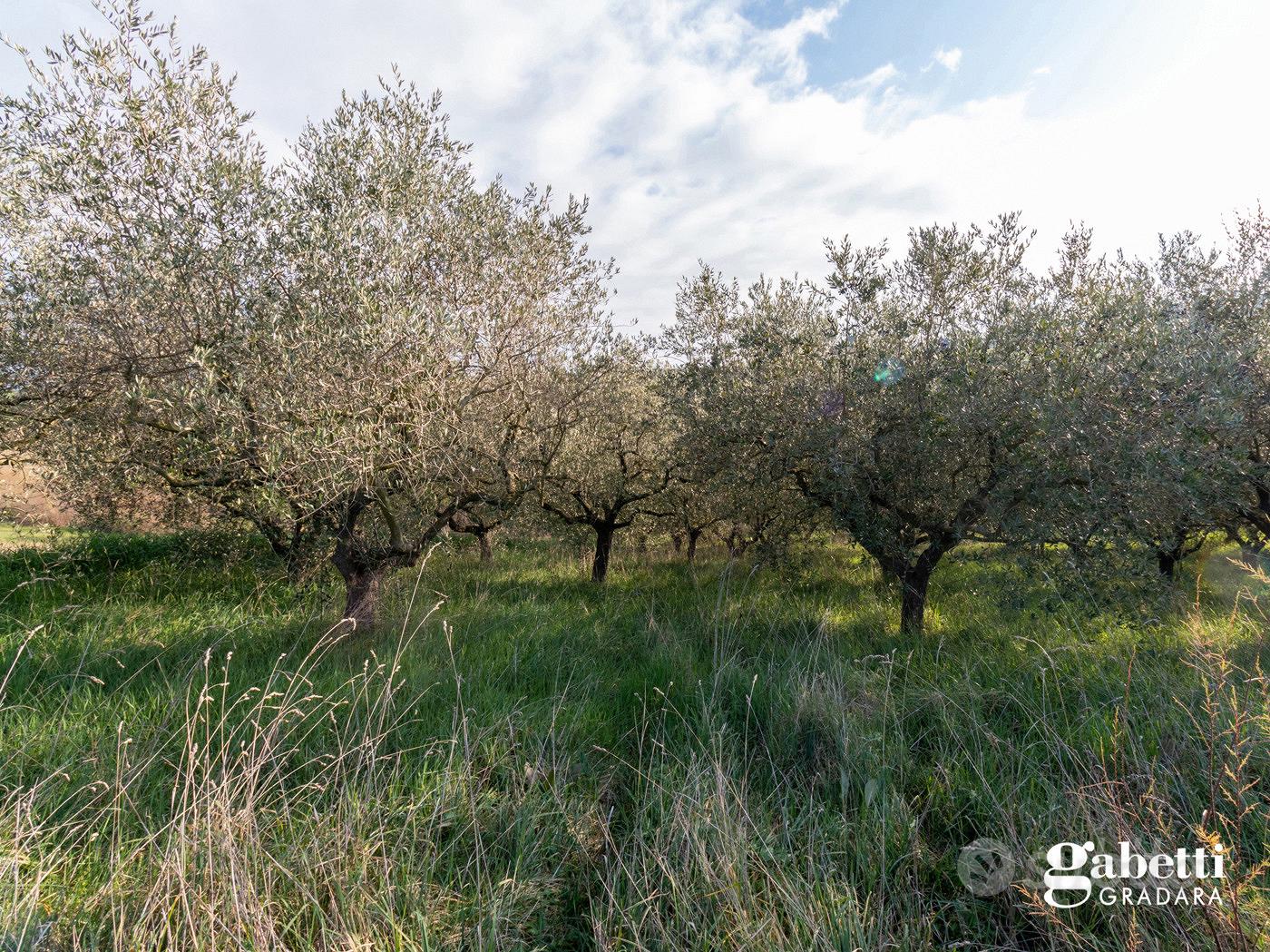 Terreno Agricolo San Giovanni in Marignano - Altro