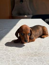Cani bassotto
