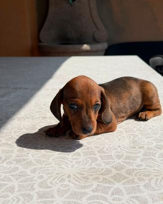 Cani bassotto
