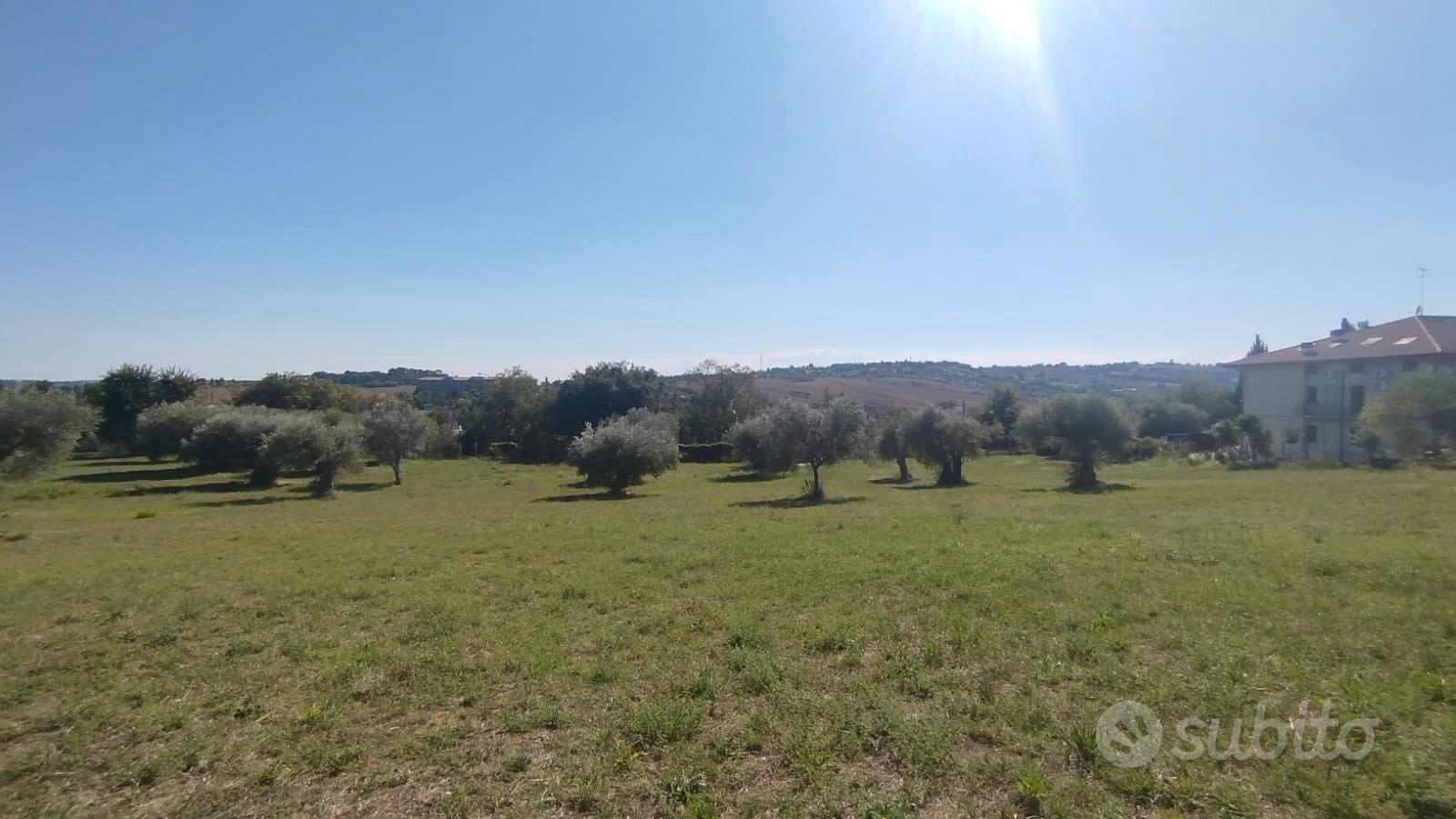 Panoramico con uliveto - Vista 4