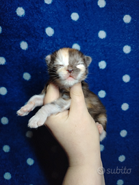 Maine coon Pedigree Wcf