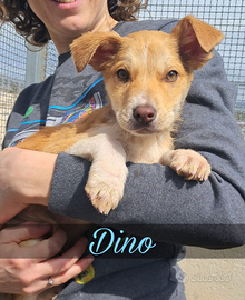 Cuccioli in adozione