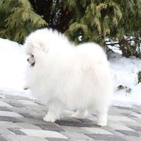 Spitz pomerania PEDIGREE maschio 2 anni