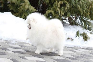 Spitz pomerania PEDIGREE maschio 2 anni