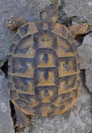 Tartarughe testudo hermanni - A COMACCHIO (FE)