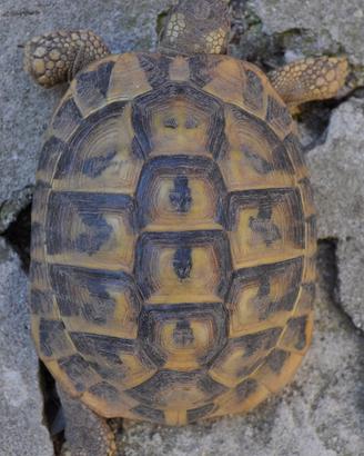Tartarughe testudo hermanni - A COMACCHIO (FE)