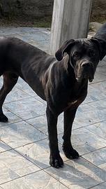 Cane corso