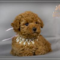 Cuccioli d barboncino nano toy