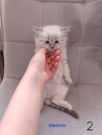 Cuccioli di gatto dolcissimi
