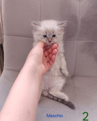 Cuccioli di gatto dolcissimi