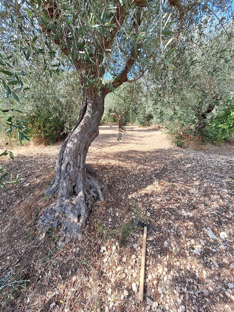 Terreno e piante di ulivo - zona capestrano - Vista 3