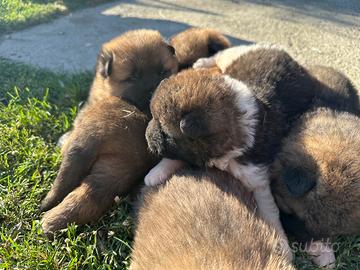 Cuccioli Akita Americano