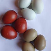 Polli ornamentali araucane.marans e oliver eggs