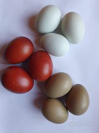 Polli ornamentali araucane.marans e oliver eggs