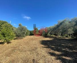 AGRICOLO - Sant'Angelo a Cupolo