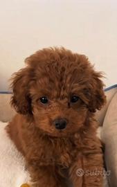 Cucciola Barboncino Mini Toy