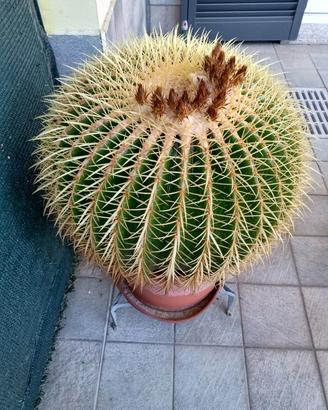 Pianta grassa Cuscino della suocera Rara