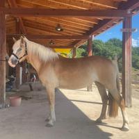 Haflinger passaporto di razza femmina 5 anni