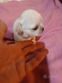 Cucciolo di chihuahua pesa 4.30 gr pedigree ENCI