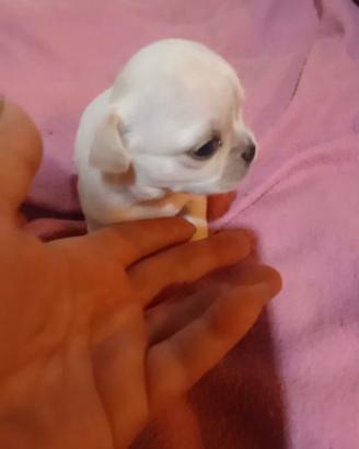Cucciolo di chihuahua pesa 4.30 gr pedigree ENCI