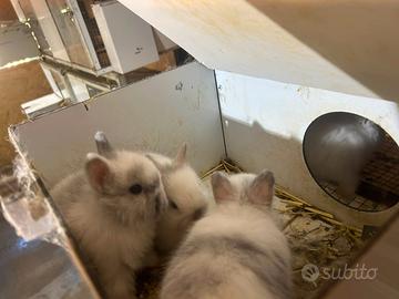 Coniglio nano