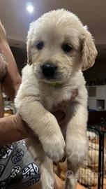 Cuccioli Golden Retriever