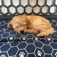 Barboncino nano maschio